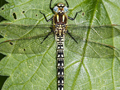 Hairy Dragonfly